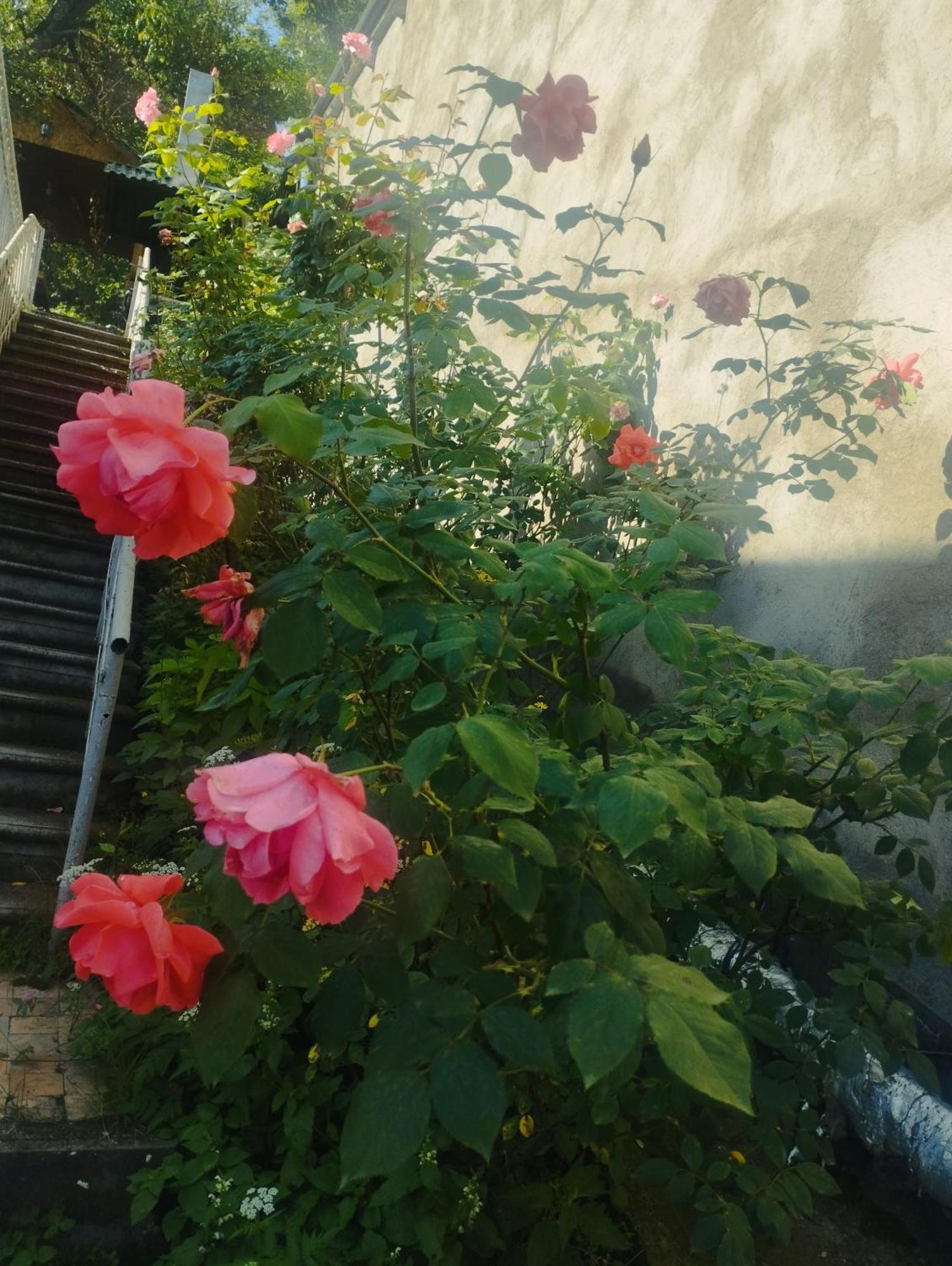 Bbq House Apartman Dilisan Kültér fotó
